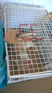 wp_20140509_13_32_13_pro