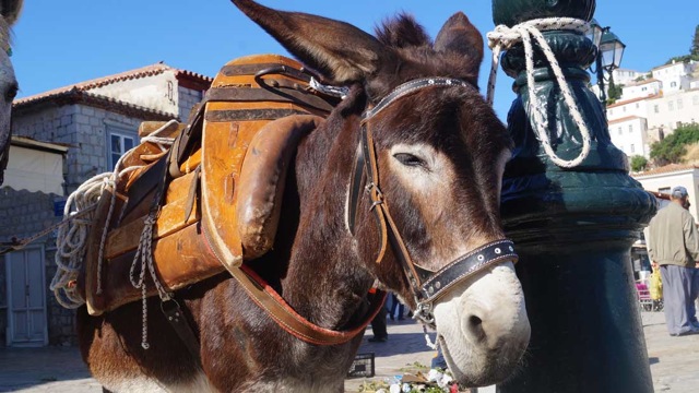 An Hydriot donkey with traditional saddle