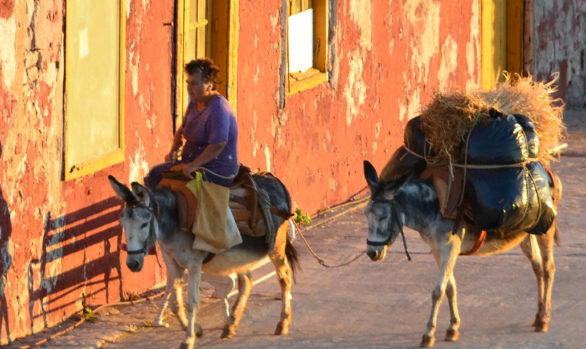 Donkeys, Horses & Mules
